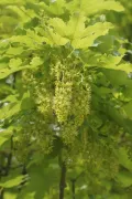 Клён белый (Acer pseudoplatanus). Соцветия