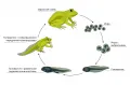 Схематическое изображение онтогенеза лягушки