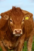 Корова с ушной биркой