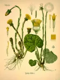 Мать-и-мачеха обыкновенная (Tussilago farfara). Ботаническая иллюстрация