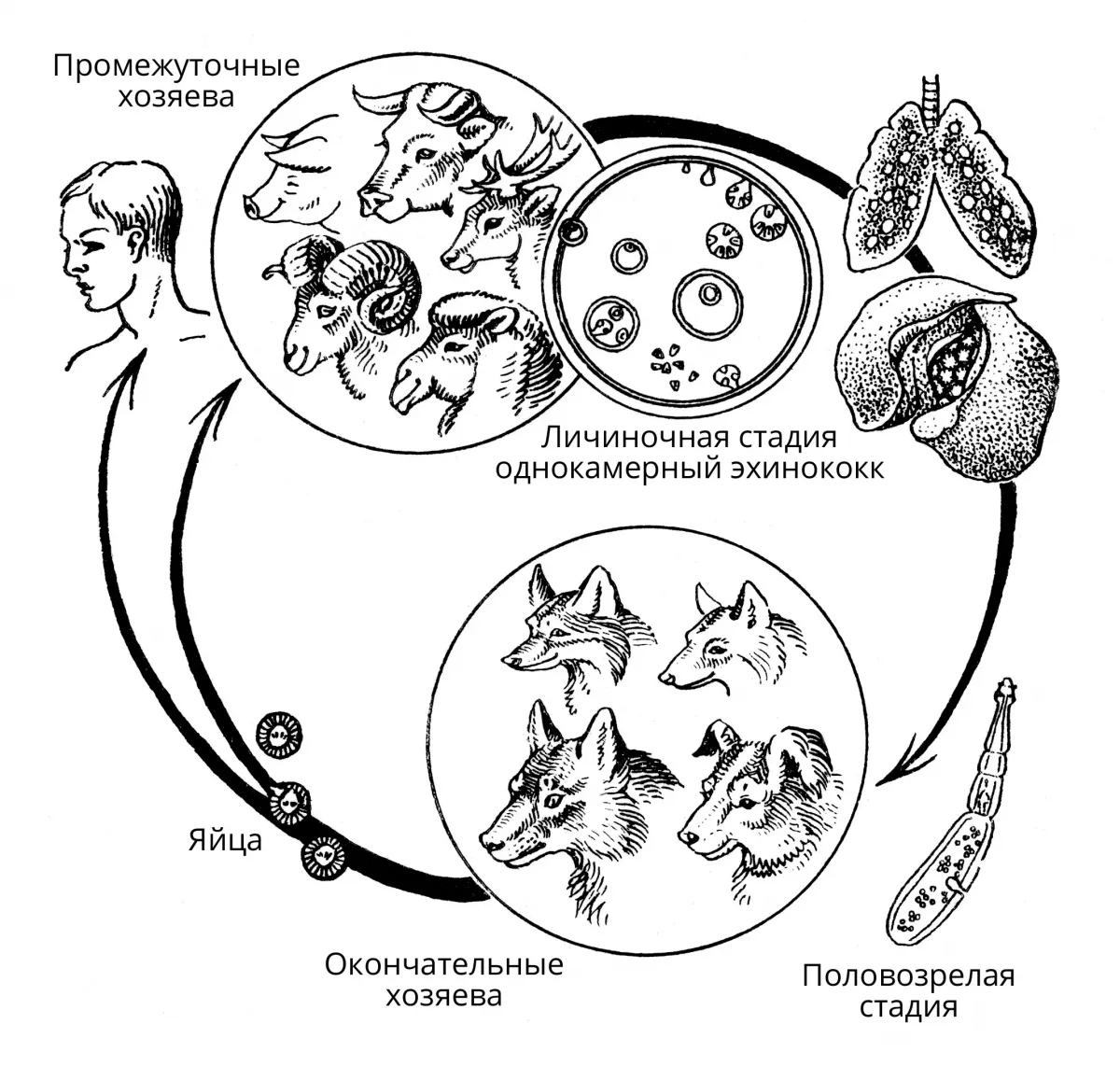 Можно ли считать человека промежуточным хозяином эхинококка. Личиночная стадия эхинококка. Эхинококк промежуточный хозяин. Цикл развития эхинококка. Echinococcus granulosus промежуточный хозяин.
