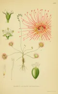 Росянка (Drosera rotundifolia). Ботаническая иллюстрация