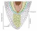 Специализированные амилопласты (статолиты) в грависенсорных клетках колумеллы корневого чехлика