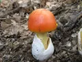 Цезарский гриб (Amanita caesarea)