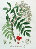 Рябина обыкновенная (Sorbus aucuparia). Ботаническая иллюстрация