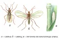 Гессенская муха (Mayetiola destructor). Фазы развития