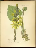 Бузульник сибирский (Ligularia sibirica). Ботаническая иллюстрация