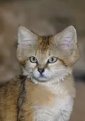 Барханная кошка (Felis margarita)