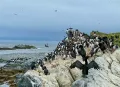 Колония птиц в заповеднике на острове в Баренцевом море