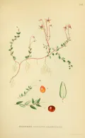 Клюква болотная (Vaccinium oxycoccos). Ботаническая иллюстрация