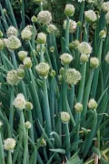 Лук-батун (Allium fistulosum). Цветение