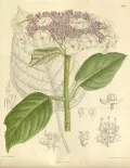 Гортензия шершавая (Hydrangea aspera). Ботаническая иллюстрация