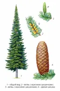 Пихта сибирская (Abies sibirica)