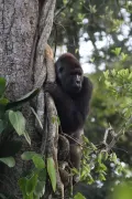 Западная равнинная горилла (Gorilla gorilla subsp. gorilla)