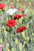 Гвоздика садовая (Dianthus caryophyllus). Цветки