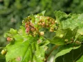 Галлы виноградной филлоксеры (Dactylosphaera vitifoliae) на листе винограда