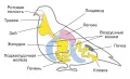 Схема пищеварительной, дыхательной и выделительной системы птиц (на примере голубя)