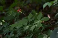 Женьшень обыкновенный (Panax ginseng). Республика Корея