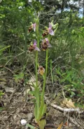 Офрис оводоносная (Ophrys oestrifera)