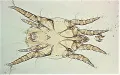 Самец клеща Otodectes cynotis