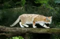 Барханная кошка (Felis margarita). Общий вид