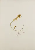 Каллизия ползучая (Callisia repens). Ботаническая иллюстрация