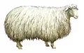 Овца кучугуровской породы