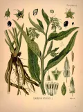 Окопник лекарственный (Symphytum officinale). Ботаническая иллюстрация