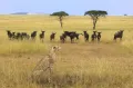Гепард и антилопы гну