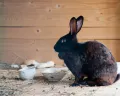 Кролик чёрно-бурой породы