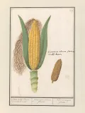 Кукуруза (Zea mays). Ботаническая иллюстрация