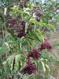Бузина чёрная (Sambucus nigra). Ветвь с плодами