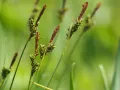 Осока теневая (Carex umbrosa). Соцветия