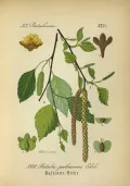 Берёза пушистая (Betula pubescens). Ботаническая иллюстрация