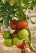 Томат (Solanum lycopersicum). Плоды