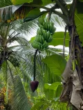 Банан (Musa). Плоды