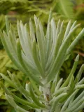 Капутия пирамидальная (Caputia pyramidata)