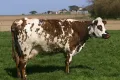 Нормандская порода крупного рогатого скота