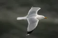 Серебристая чайка в полёте