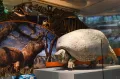 Национальный музей естественной истории. Зал окаменелостей. Вашингтон. 2019