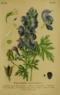 Борец клобучковый (Aconitum napellus). Ботаническая иллюстрация