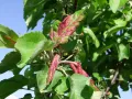Листья яблони, изменившие окраску и деформированные в результате питания серой красногалловой тли (Dysaphis devecta)