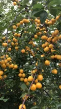 Алыча (Prunus cerasifera). Плоды