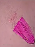 Лорицифера Spinoloricus cinziae, окрашенная бенгальским розовым