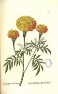 Бархатцы (Tagetes). Ботаническая иллюстрация