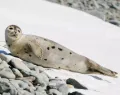 Гренландский тюлень (Pagophilus groenlandicus). Общий вид животного