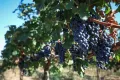 Виноград сорта 'Саперави' на винодельческом предприятии «Фанагория» в Краснодарском крае