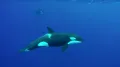 Косатка (Orcinus orca) в движении