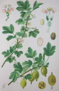 Крыжовник обыкновенный (Ribes uva-crispa). Ботаническая иллюстрация