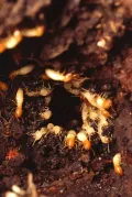 Термиты (Coptotermes formosanus)
